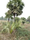 Borassus flabellifer Asian palmyra palm Plants in jungle